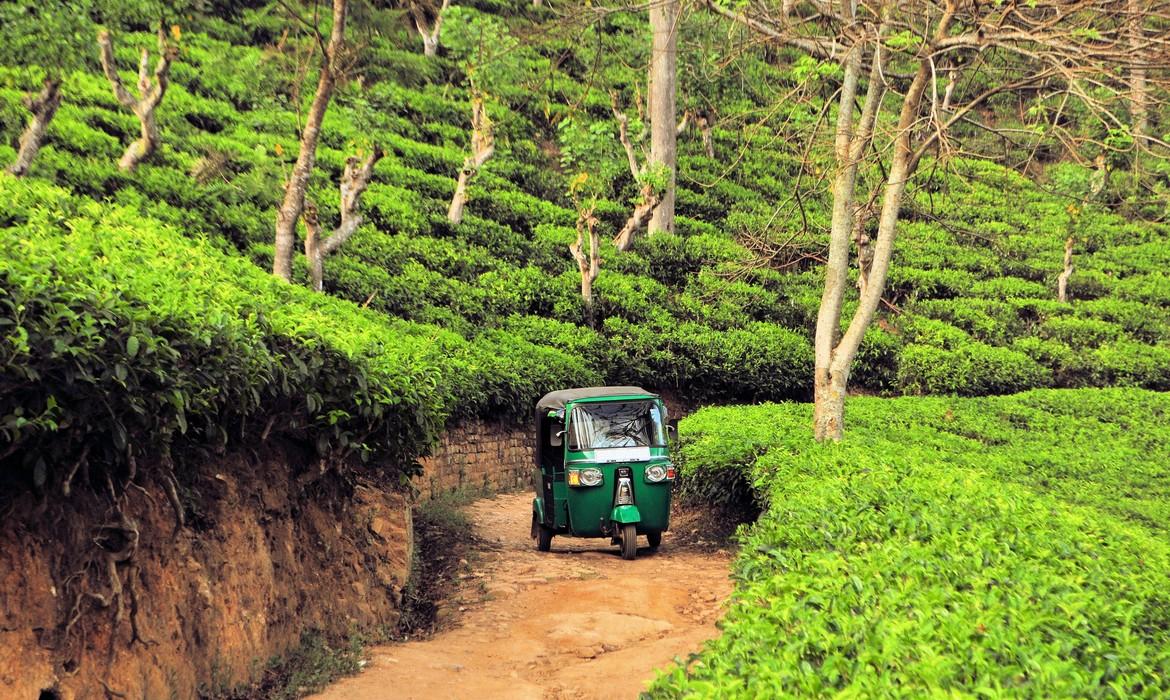 Tuk Tuk in tea plantation