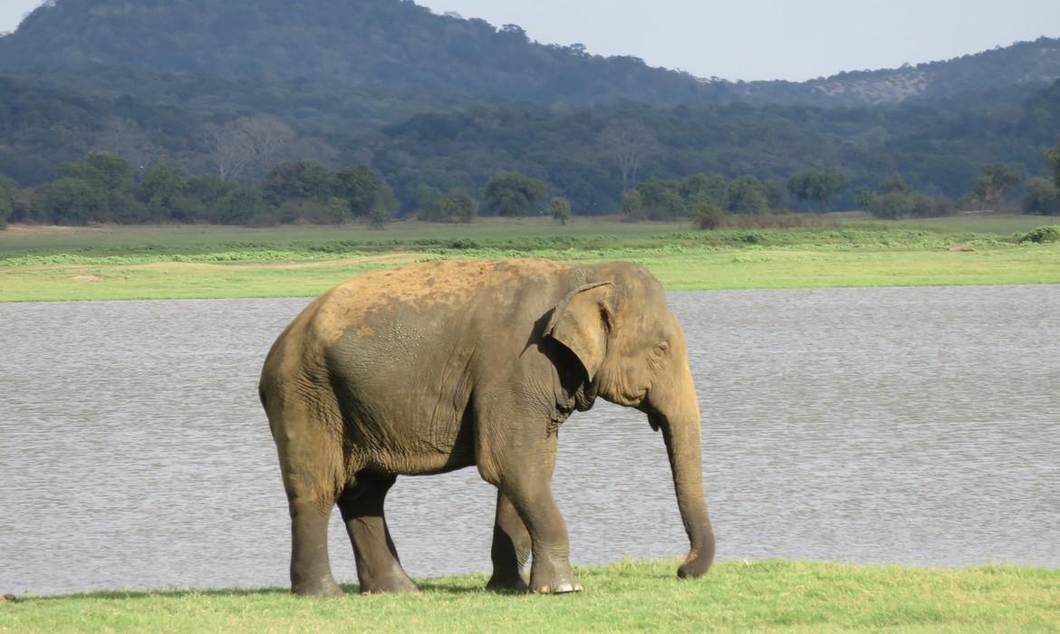 Elephant, Minneriya National Park