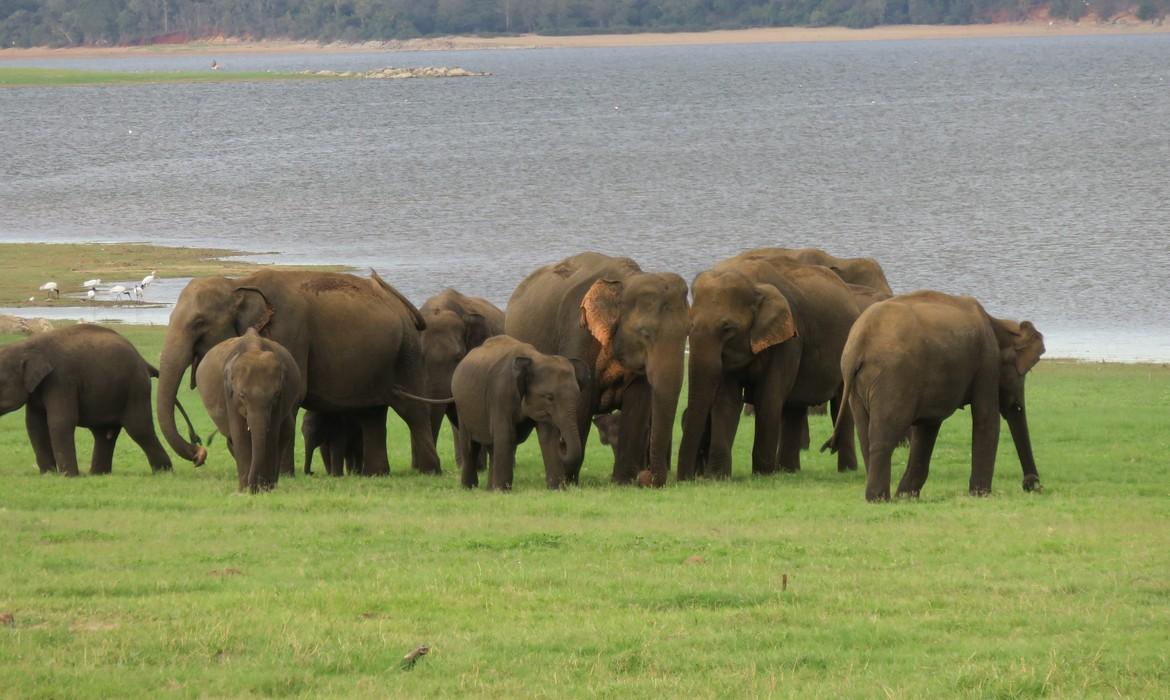 Elephant family, Minneriya National Park