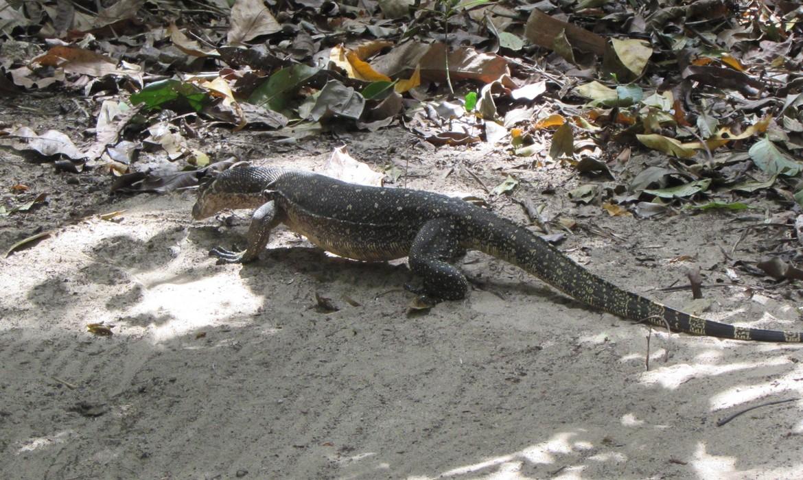 Water Monitor Lizard, Puerto Princesa