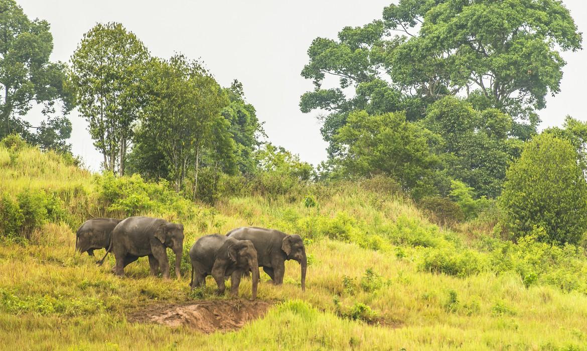 Elephants, Khao Yai National Park