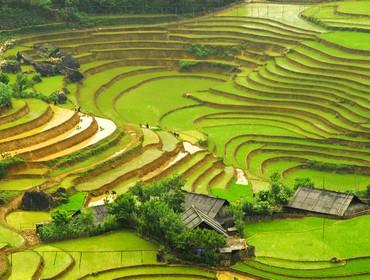 Rice terraces, Sapa