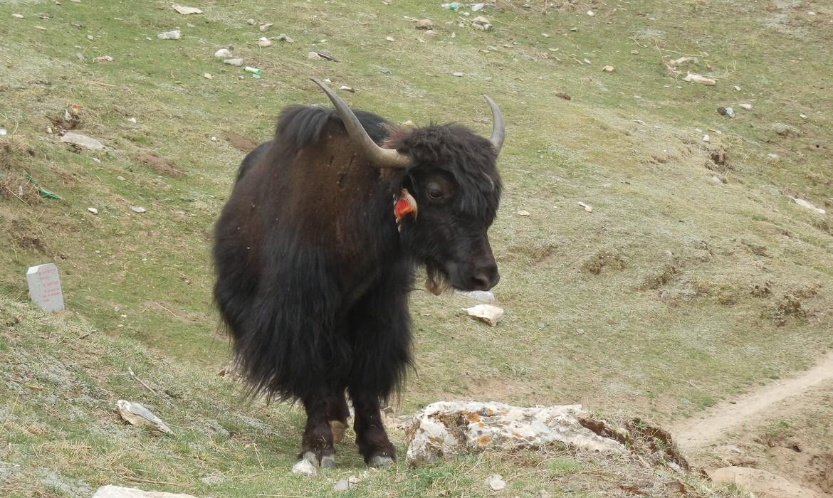 Yak, Lhasa