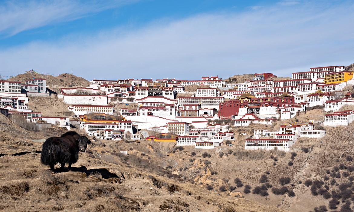 Yak in front of Ganden Monastery
