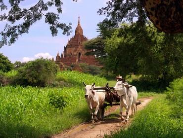 Ox & cart, Bagan
