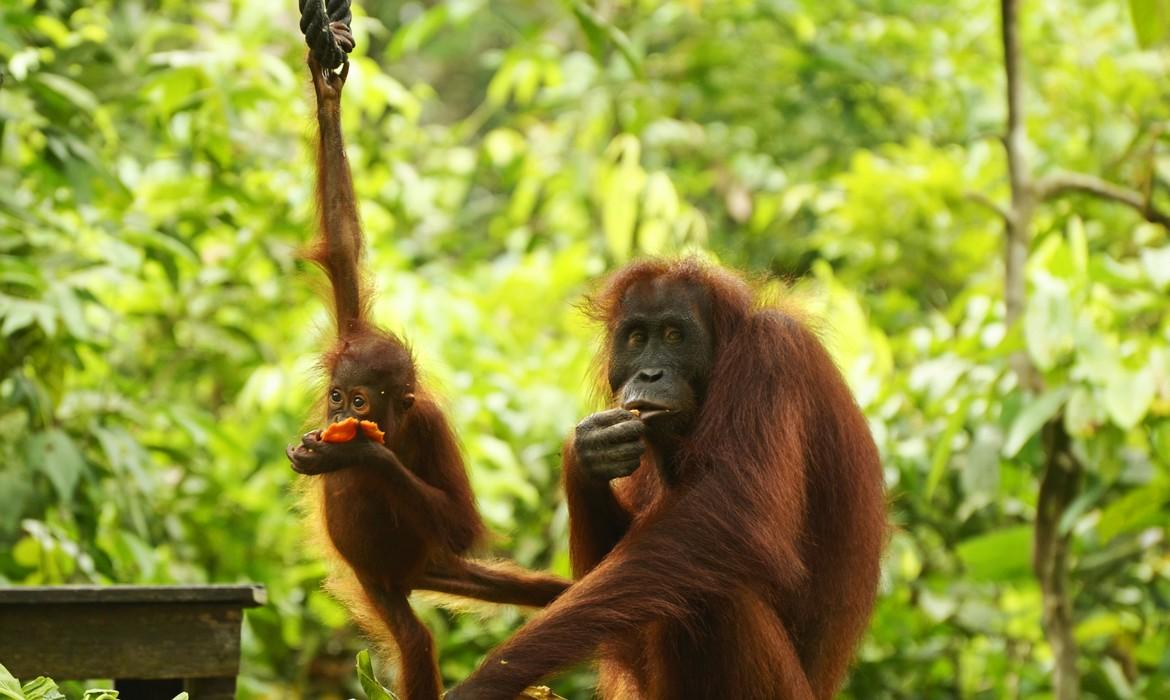 Orangutan & baby on feeding platform, Sepilok