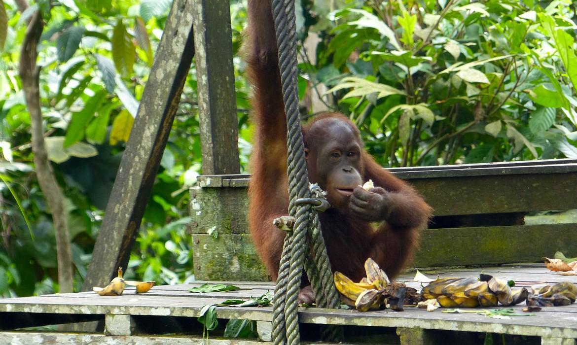 Orangutan feeding, Sepilok