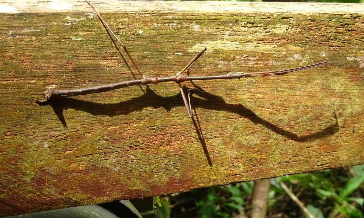 Stick insect, Mulu National Park