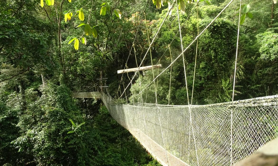 Canopy walkway, Mulu National Park