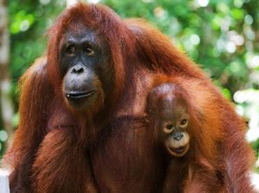 Orangutan, Sepilok, Sabah