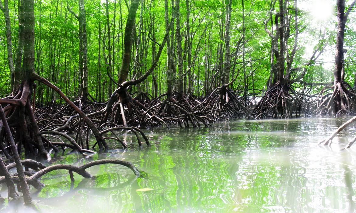 Mangrove forest, Langkawi