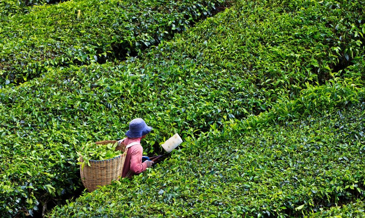 Tea picker, Cameron Highlands
