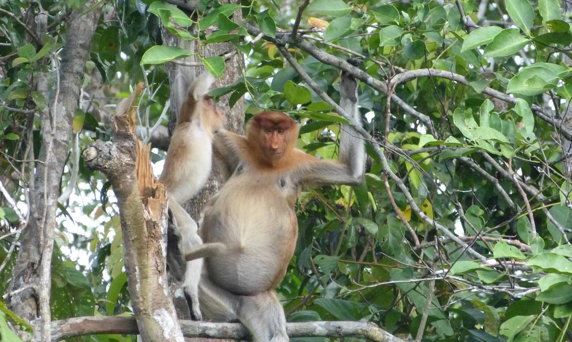 Proboscis monkey, Tanjung Puting National Park