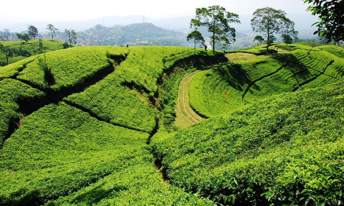 Tea plantation, Bandung