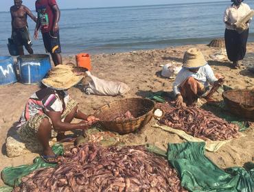 Sorting fish, Negombo