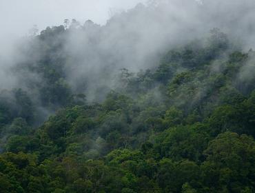 Rainforest, Batang Ai