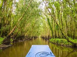 Tra Su Mangrove Forest, Chau Doc