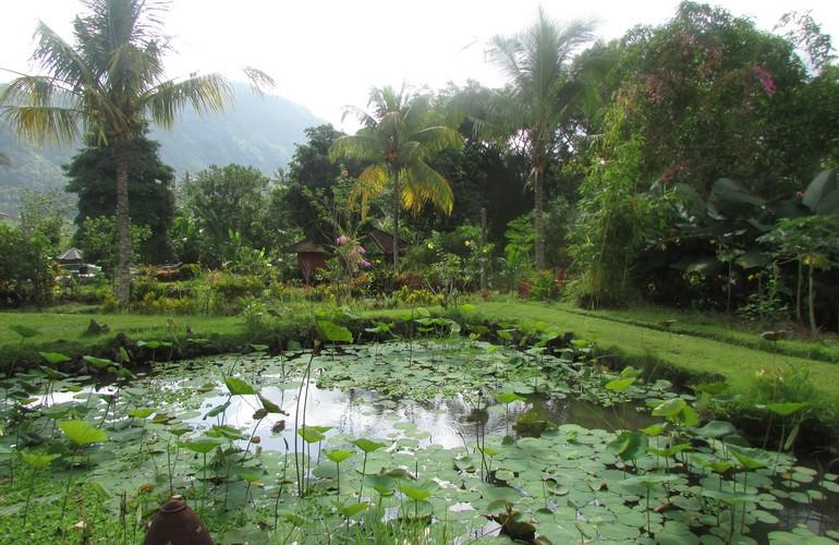 Lotus pond, Subak Tabola Villa
