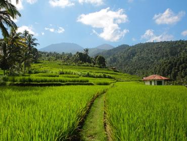 Rice terraces, Munduk