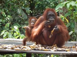 Mother and son, Tanjung Puting