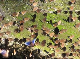Purple Butterflies, Maolin
