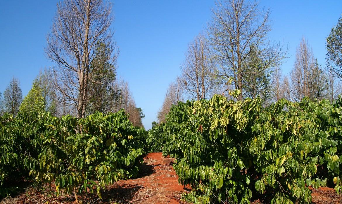 Coffee plantation, Bolaven Plateau