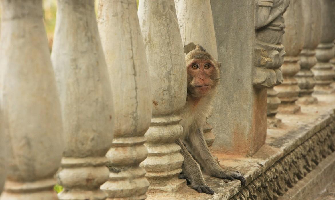 Monkey, Battambang