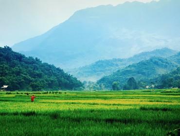 Rice paddies, Mai Chau