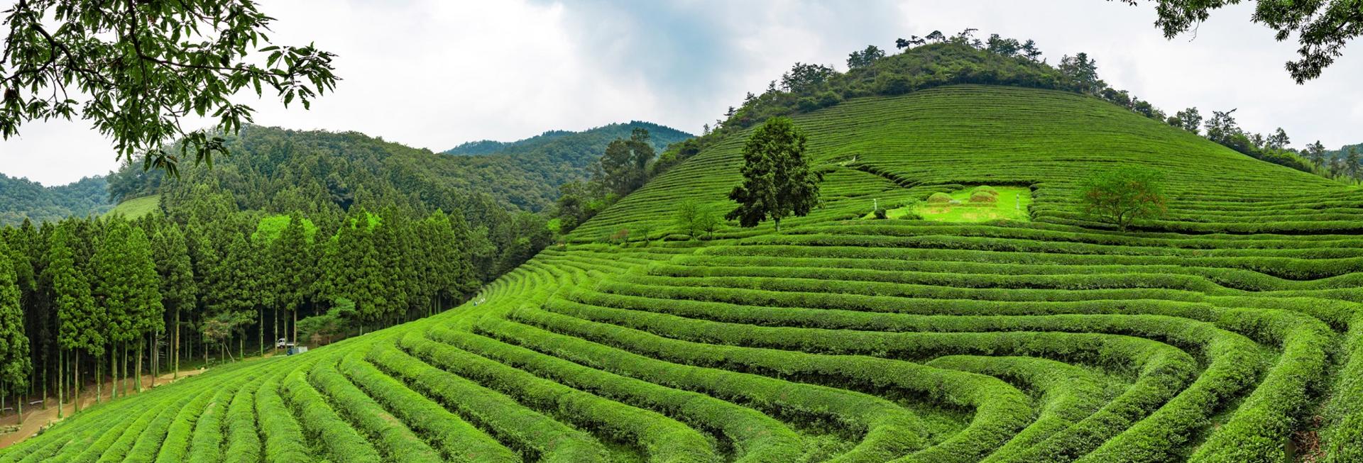 Green tea fields, Boseong, South Korea