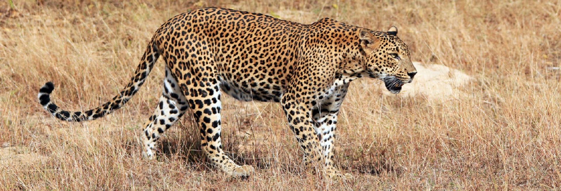 Leopard, Yala National Park, Sri Lanka