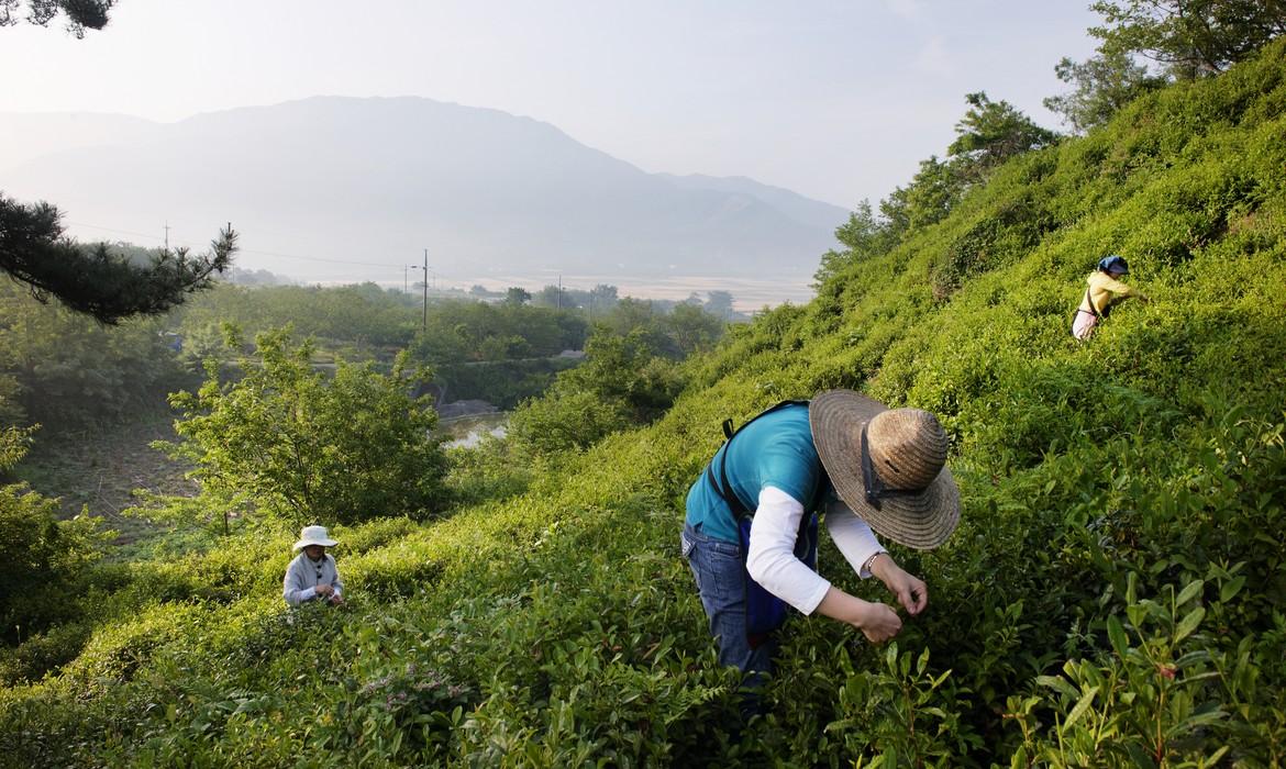 Hadong Wild Green Tea Field