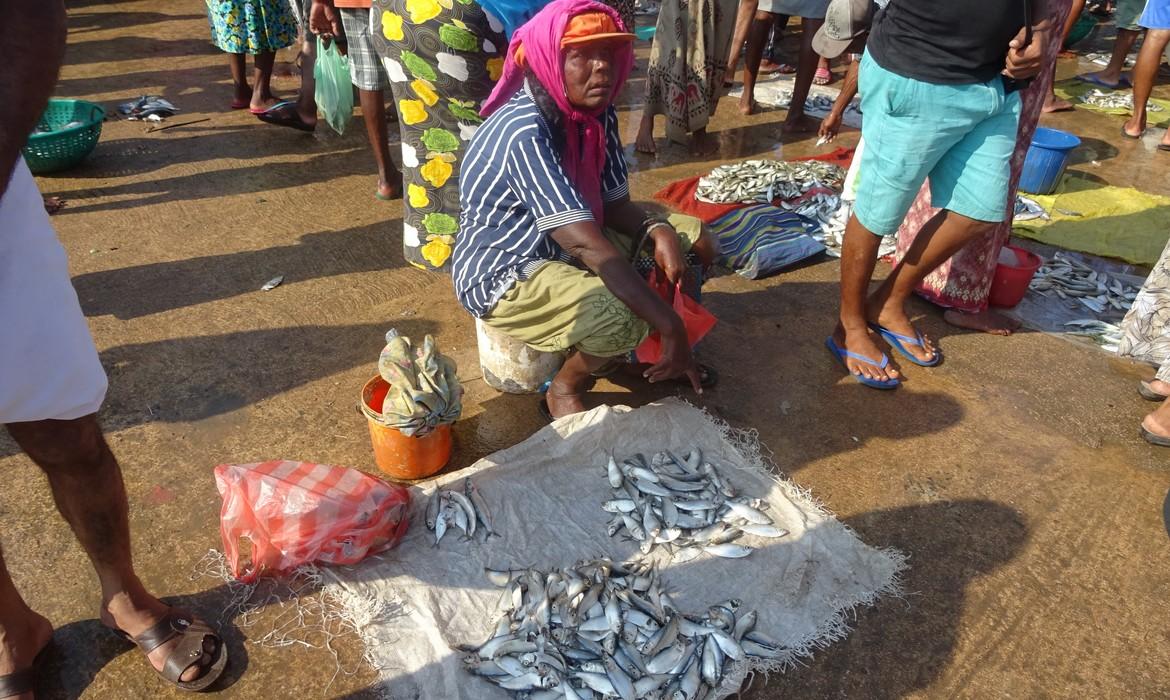 Fish market, Negombo
