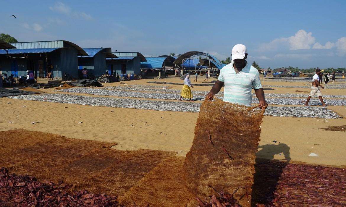 Drying fish, Negombo