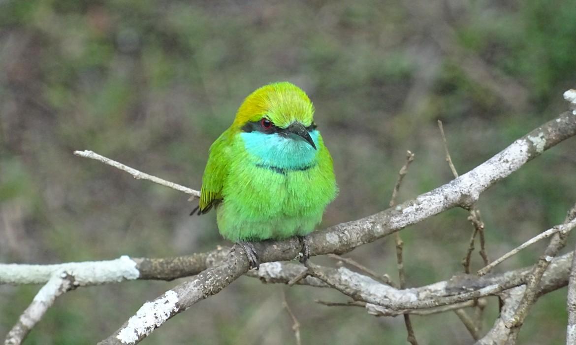 Bird, Wilpattu National Park