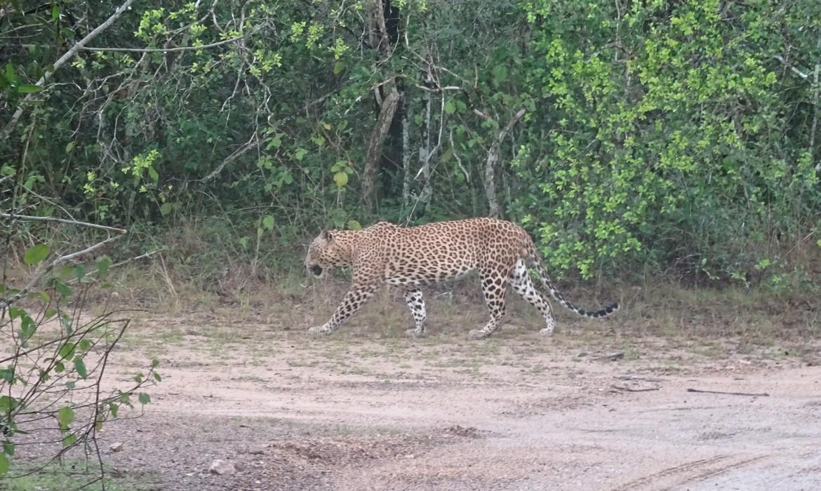 Leopard, Wilpattu National Park