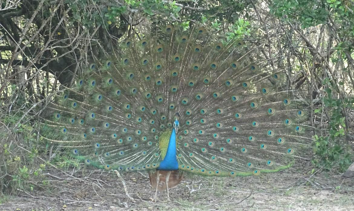 Peacock, Wilpattu National Park