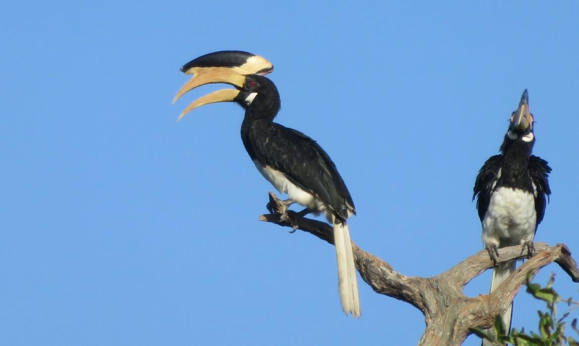 Hornbill, Wilpattu National Park