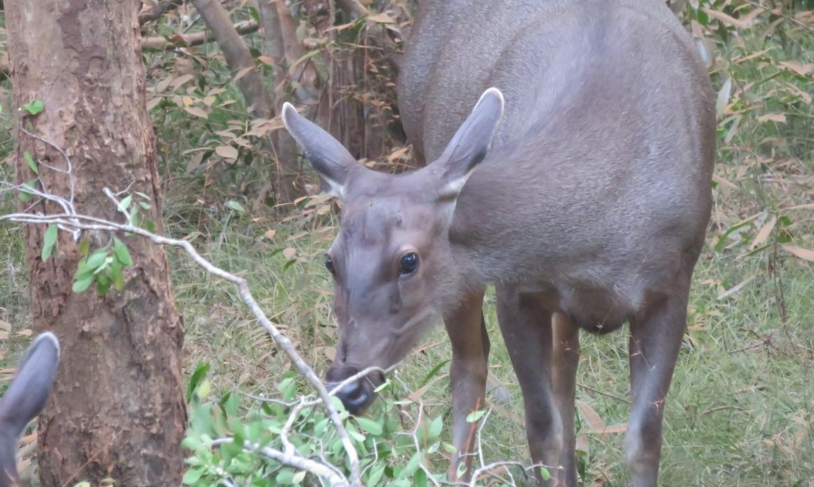 Deer, Wilpattu National Park