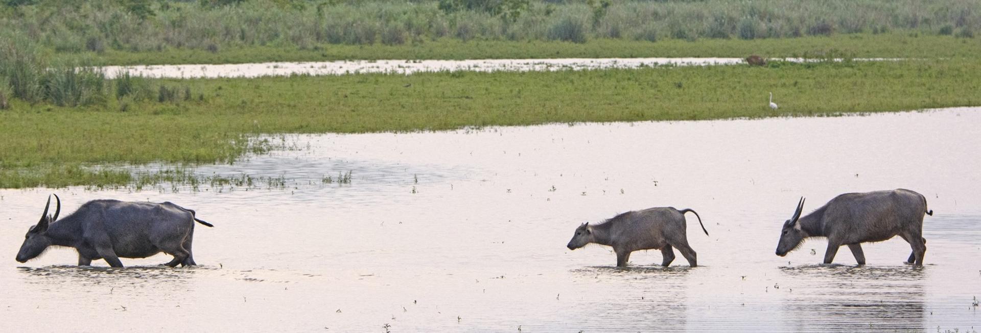 Water Buffalo, Kaziranga National Park