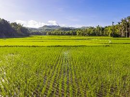 Paddy fields, Siquijor, the Philippines