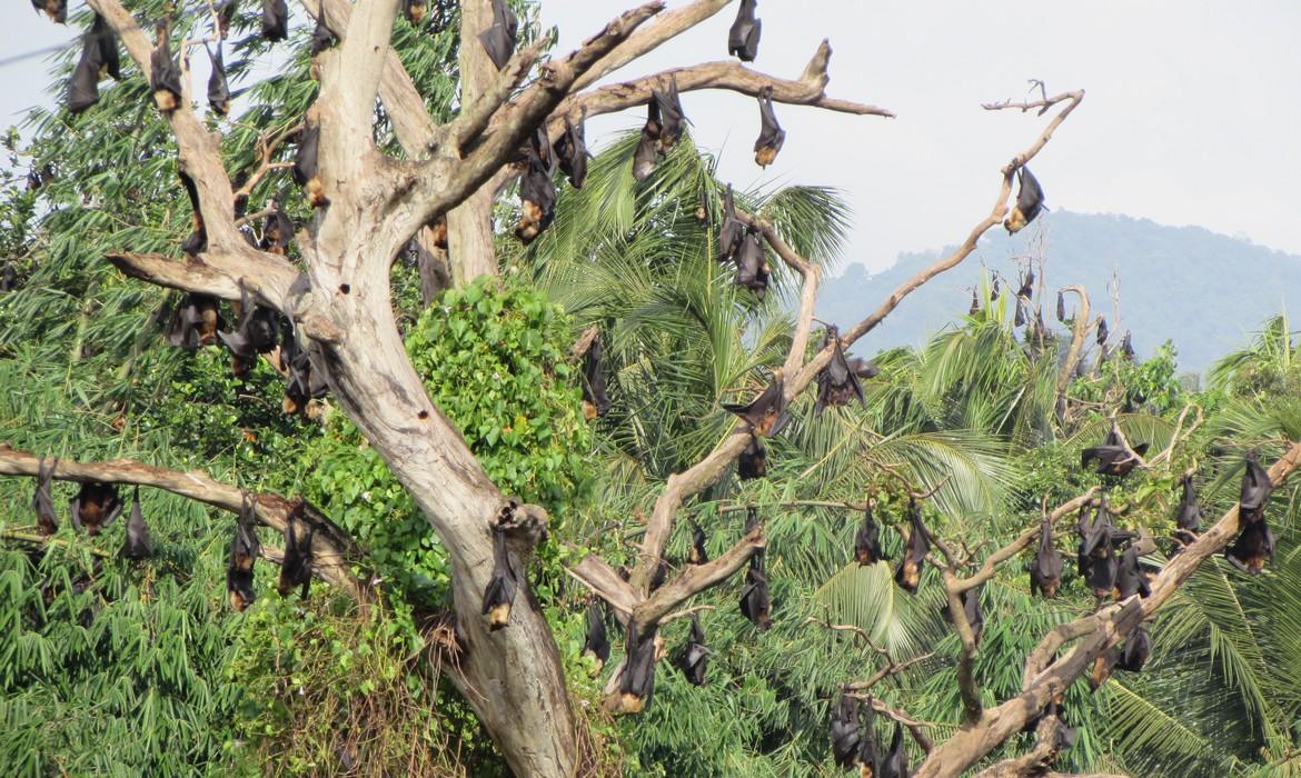 Bats, Kandy