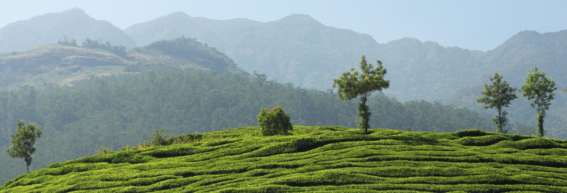 Tea plantation, Wayanad