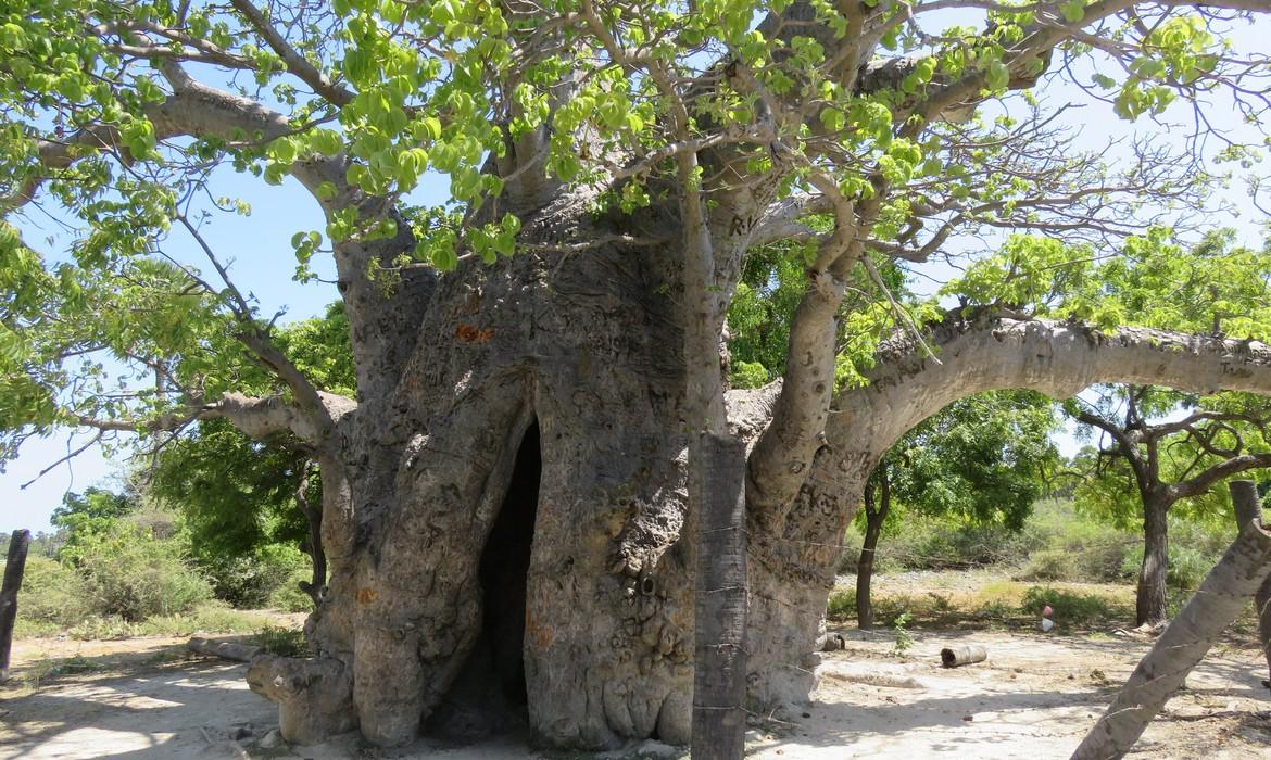 Baobab tree, Delft Island