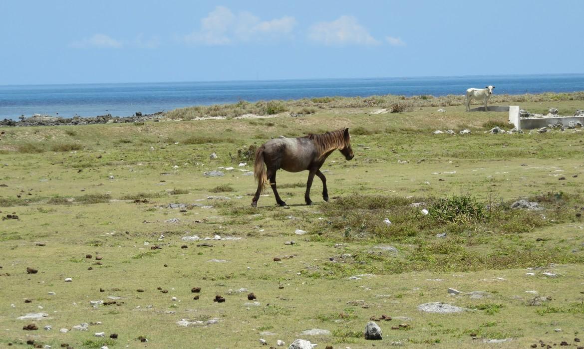 Wild horse, Delft Island