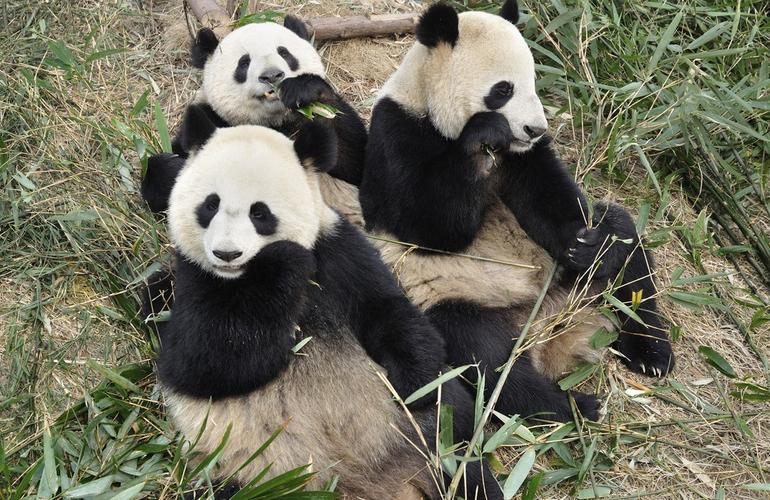 Pandas, Chengdu