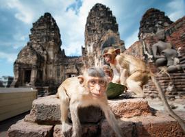 Monkey Temple, Lopburi