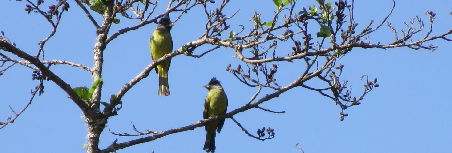 Birds, Mount Victoria