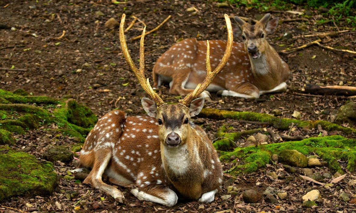 Deer, Pench National Park