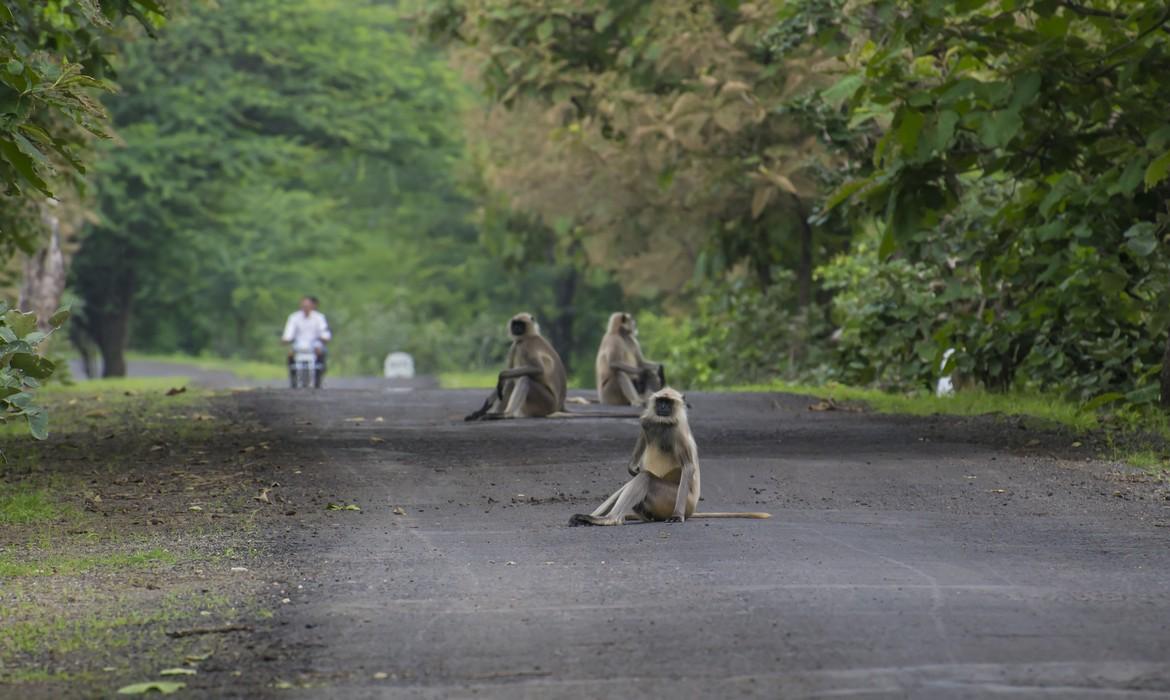 Macaques, Satpura National Park