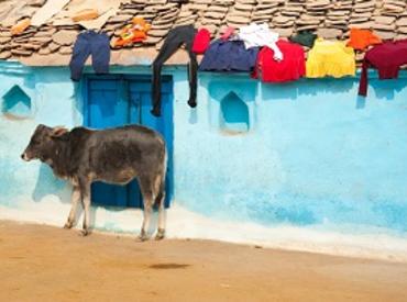 Cow in village, Bundi, Rajasthan